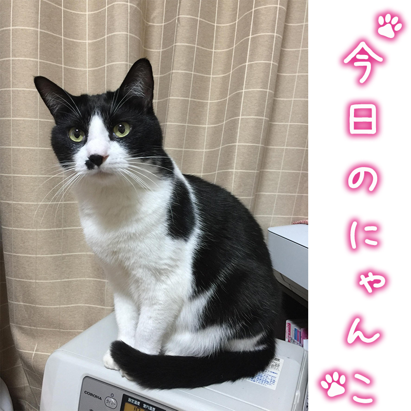 今日のにゃんこ Seashells ショップニュース テラスモール松戸